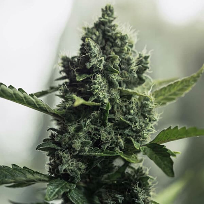 Насіння коноплі Royal Gorilla fem. Royal Queen Seeds