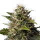Семена конопли Royal Moby fem. Royal Queen Seeds