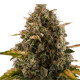 Семена конопли Royal Moby fem. Royal Queen Seeds