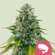 Семена конопли Royal Moby fem. Royal Queen Seeds
