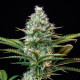 Насіння коноплі Royal Runtz fem. Royal Queen Seeds