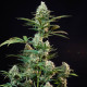 Насіння коноплі Royal Runtz fem. Royal Queen Seeds