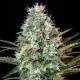 Насіння коноплі Royal Runtz fem. Royal Queen Seeds