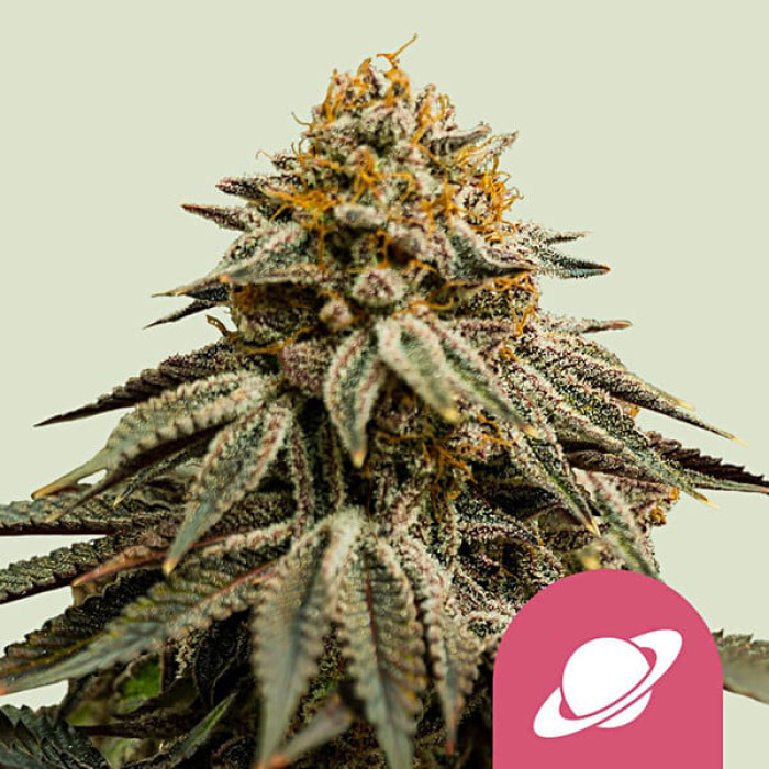 Семена конопли Royal Skywalker fem. Royal Queen Seeds Семена конопли Royal Skywalker fem. Royal Queen Seeds