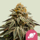 Семена конопли Royal Skywalker fem. Royal Queen Seeds Семена конопли Royal Skywalker fem. Royal Queen Seeds