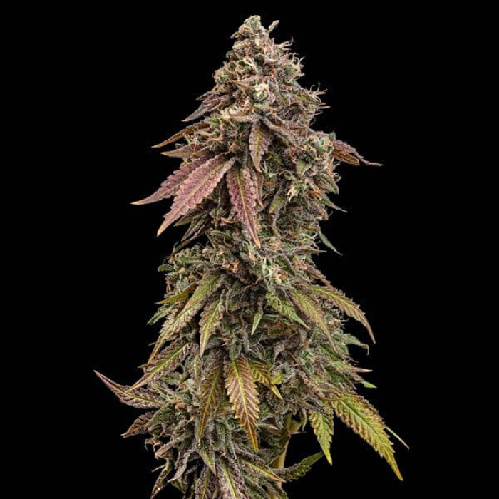 Семена конопли Royal Skywalker fem. Royal Queen Seeds Семена конопли Royal Skywalker fem. Royal Queen Seeds