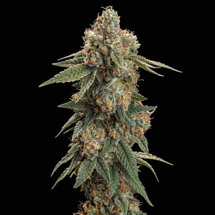 Семена конопли Royal Skywalker fem. Royal Queen Seeds Семена конопли Royal Skywalker fem. Royal Queen Seeds