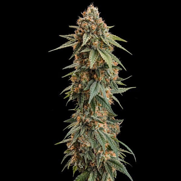 Семена конопли Royal Skywalker fem. Royal Queen Seeds Семена конопли Royal Skywalker fem. Royal Queen Seeds