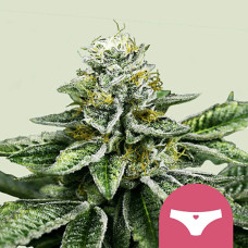 Sherbet Queen feminised (Royal Queen Seeds)
