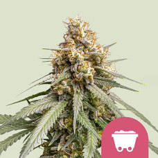 Shining Silver Haze feminised (Royal Queen Seeds)