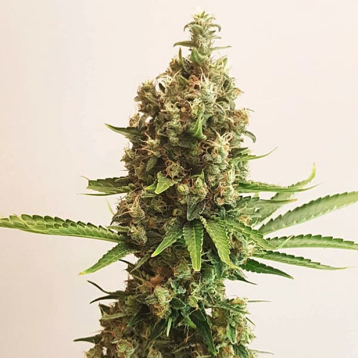 Насіння коноплі Shining Silver Haze fem. Royal Queen Seeds Насіння коноплі Shining Silver Haze fem. Royal Queen Seeds