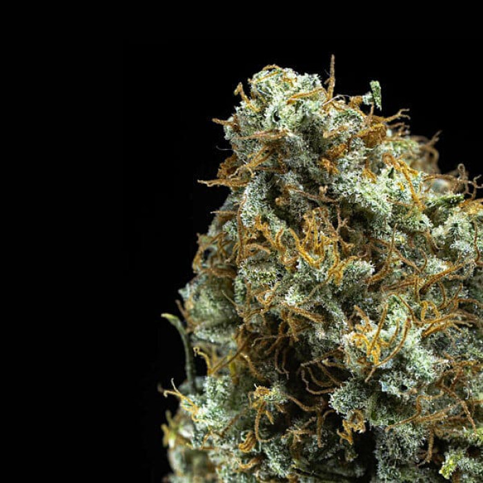 Насіння коноплі Shining Silver Haze fem. Royal Queen Seeds Насіння коноплі Shining Silver Haze fem. Royal Queen Seeds