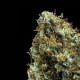 Насіння коноплі Shining Silver Haze fem. Royal Queen Seeds Насіння коноплі Shining Silver Haze fem. Royal Queen Seeds