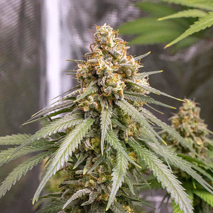 Насіння коноплі Shining Silver Haze fem. Royal Queen Seeds Насіння коноплі Shining Silver Haze fem. Royal Queen Seeds