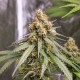 Насіння коноплі Shining Silver Haze fem. Royal Queen Seeds Насіння коноплі Shining Silver Haze fem. Royal Queen Seeds
