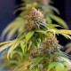 Насіння коноплі Shining Silver Haze fem. Royal Queen Seeds Насіння коноплі Shining Silver Haze fem. Royal Queen Seeds