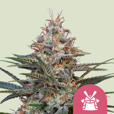 Shogun feminised (Royal Queen Seeds)