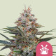 Семена конопли Shogun fem. Royal Queen Seeds