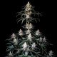 Семена конопли Shogun fem. Royal Queen Seeds