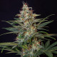 Семена конопли Shogun fem. Royal Queen Seeds