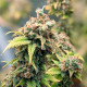 Семена конопли Shogun fem. Royal Queen Seeds