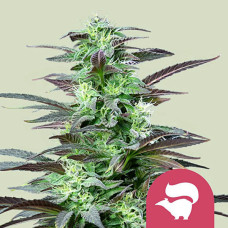Skunk XL feminised (Royal Queen Seeds)