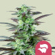 Семена конопли Skunk XL fem. Royal Queen Seeds