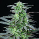 Семена конопли Skunk XL fem. Royal Queen Seeds