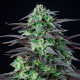 Семена конопли Skunk XL fem. Royal Queen Seeds