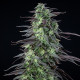 Семена конопли Skunk XL fem. Royal Queen Seeds