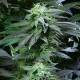 Семена конопли Skunk XL fem. Royal Queen Seeds