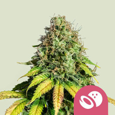 Somango XL feminised (Royal Queen Seeds)