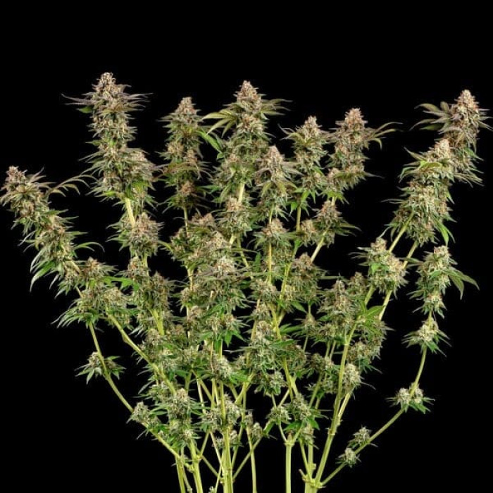 Семена конопли Somango XL fem. Royal Queen Seeds Семена конопли Somango XL fem. Royal Queen Seeds