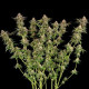 Семена конопли Somango XL fem. Royal Queen Seeds Семена конопли Somango XL fem. Royal Queen Seeds