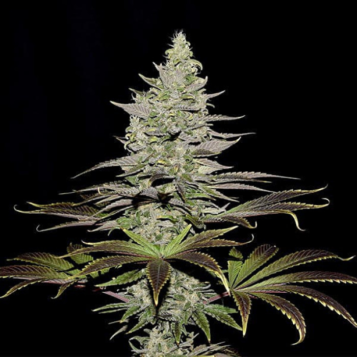Семена конопли Somango XL fem. Royal Queen Seeds Семена конопли Somango XL fem. Royal Queen Seeds