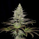 Семена конопли Somango XL fem. Royal Queen Seeds Семена конопли Somango XL fem. Royal Queen Seeds