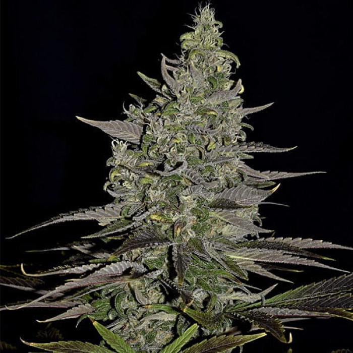 Семена конопли Somango XL fem. Royal Queen Seeds Семена конопли Somango XL fem. Royal Queen Seeds