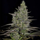Семена конопли Somango XL fem. Royal Queen Seeds Семена конопли Somango XL fem. Royal Queen Seeds