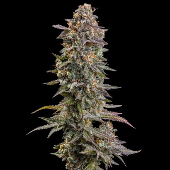 Семена конопли Somango XL fem. Royal Queen Seeds Семена конопли Somango XL fem. Royal Queen Seeds