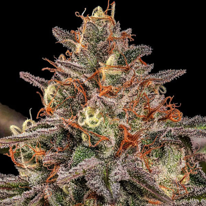 Семена конопли Somango XL fem. Royal Queen Seeds Семена конопли Somango XL fem. Royal Queen Seeds
