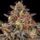 Семена конопли Somango XL fem. Royal Queen Seeds Семена конопли Somango XL fem. Royal Queen Seeds