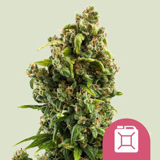 Sour Diesel feminised (Royal Queen Seeds)