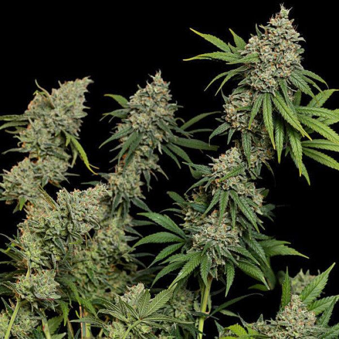 Семена конопли Sour Diesel fem. Royal Queen Seeds Семена конопли Sour Diesel fem. Royal Queen Seeds