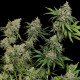 Семена конопли Sour Diesel fem. Royal Queen Seeds Семена конопли Sour Diesel fem. Royal Queen Seeds