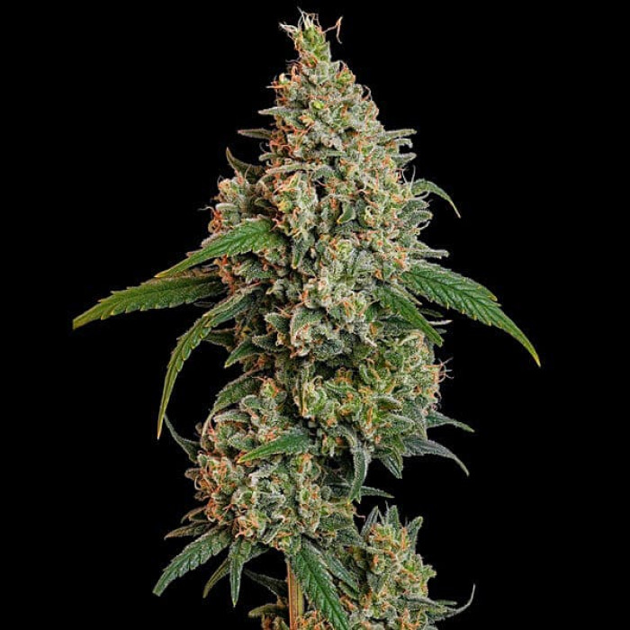 Семена конопли Sour Diesel fem. Royal Queen Seeds Семена конопли Sour Diesel fem. Royal Queen Seeds