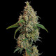 Семена конопли Sour Diesel fem. Royal Queen Seeds Семена конопли Sour Diesel fem. Royal Queen Seeds