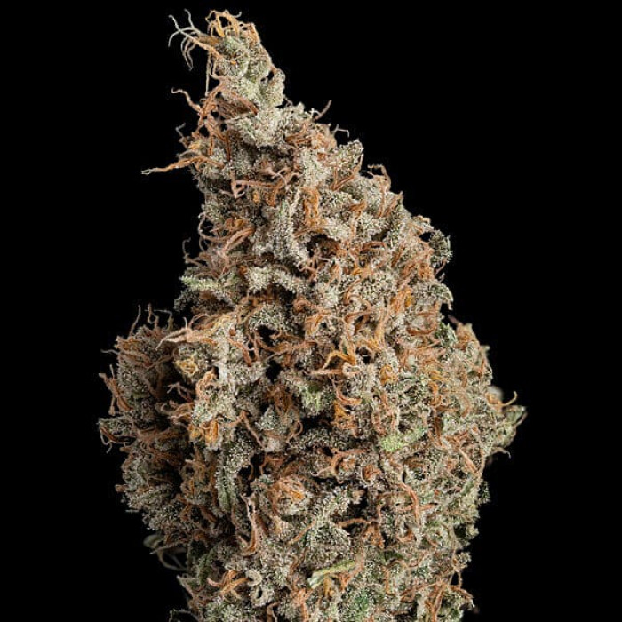Семена конопли Sour Diesel fem. Royal Queen Seeds Семена конопли Sour Diesel fem. Royal Queen Seeds