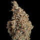 Семена конопли Sour Diesel fem. Royal Queen Seeds Семена конопли Sour Diesel fem. Royal Queen Seeds