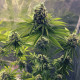 Семена конопли Sour Diesel fem. Royal Queen Seeds Семена конопли Sour Diesel fem. Royal Queen Seeds