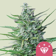 Special Kush 1 feminised (Royal Queen Seeds)